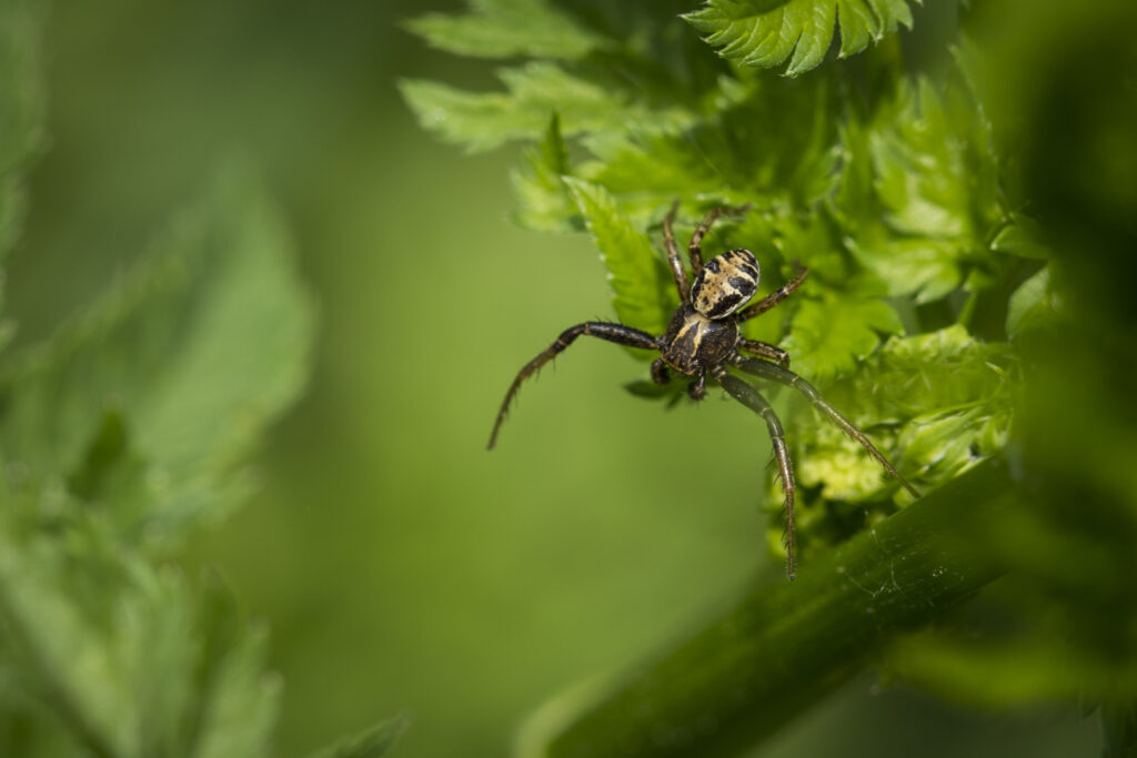 araignée noire posée sur une feuille composée, en photographie macro et sensible en nature