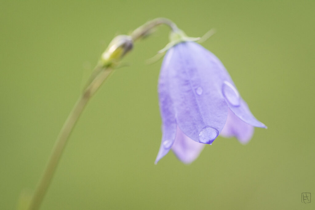 Goutte de rosée sur une fleur en macro, photo nature et détail sensoriel