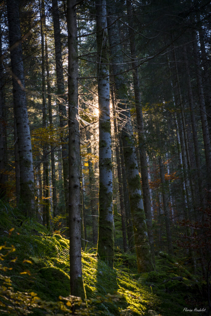 Rayon de lumière traversant un sous-bois, immersion dans la nature et photographie sensible