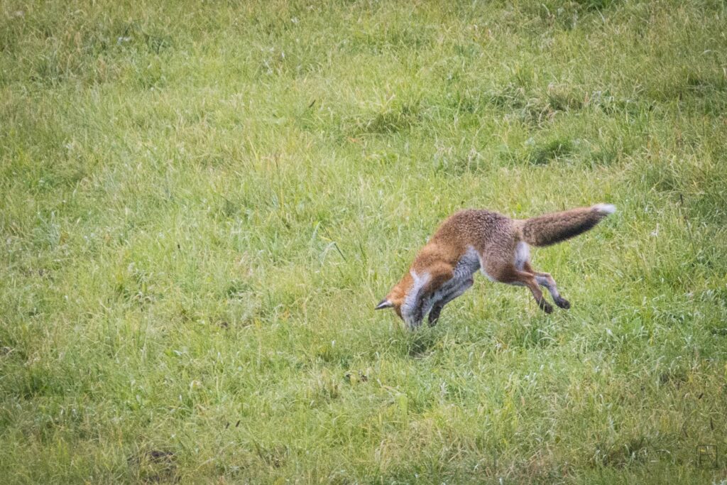 Renard - photographie nature observation