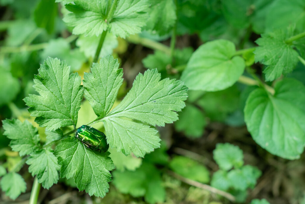 Gros plan d’un détail naturel en forêt, métaphore de l’observation lente et du respect du vivant