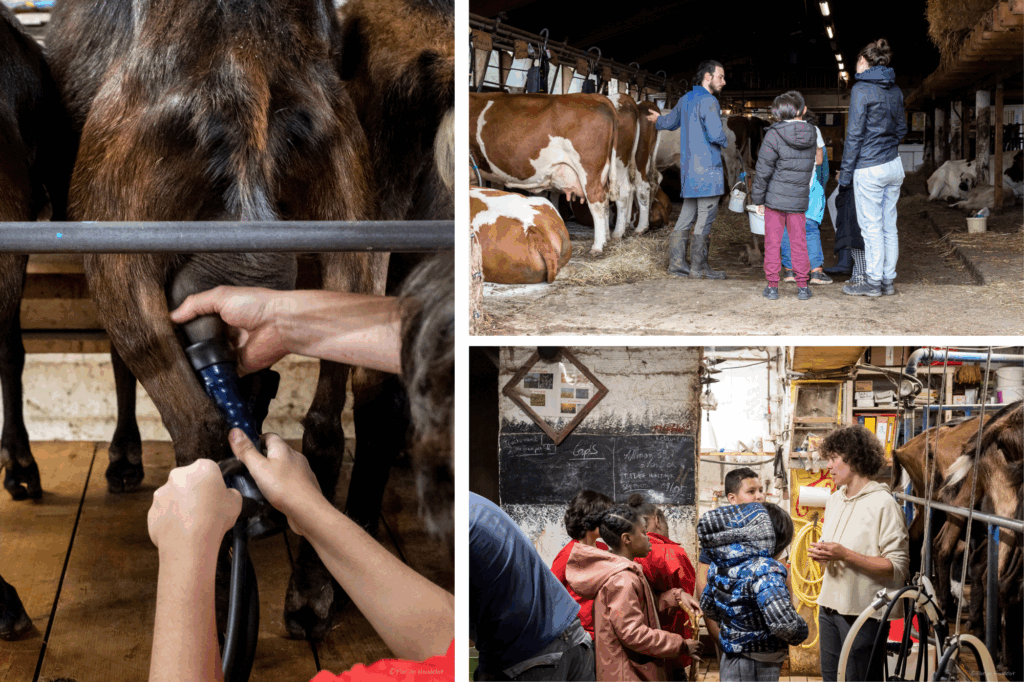 Activité ferme pédagogique : traite des vaches et des chèvres avec les enfants
