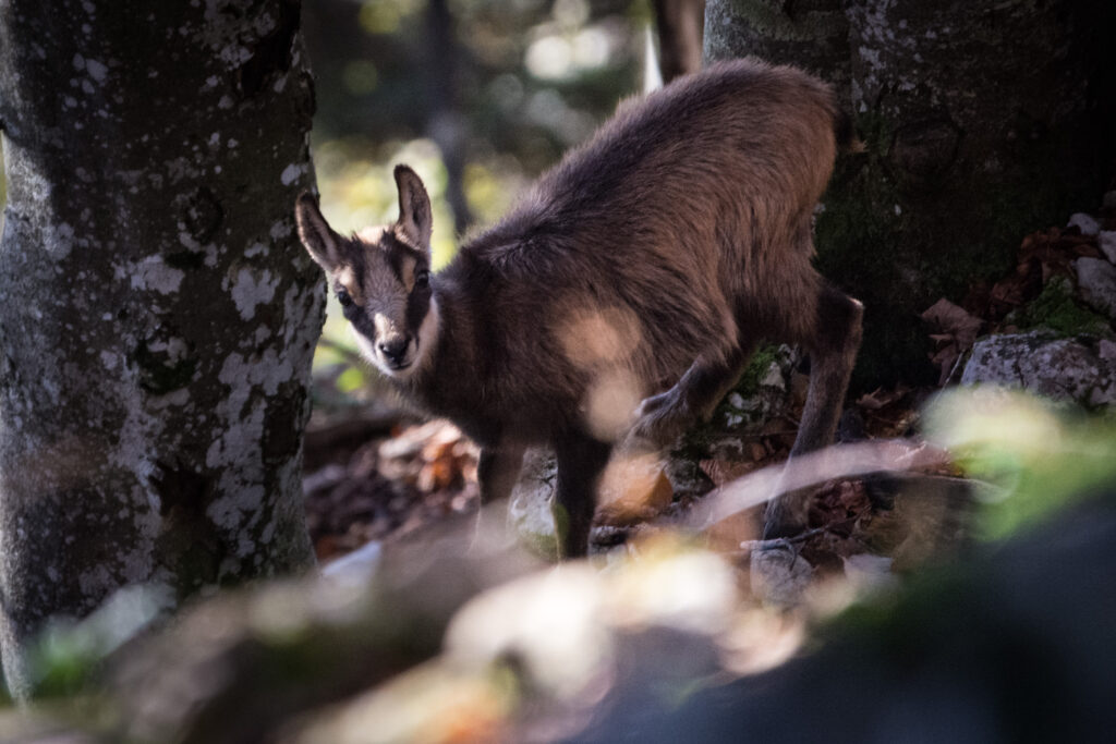Chamois dans la montagne – photographie nature observation