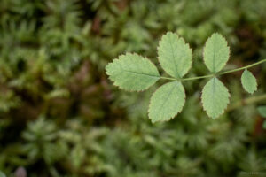 feuille de frêne ras du sol