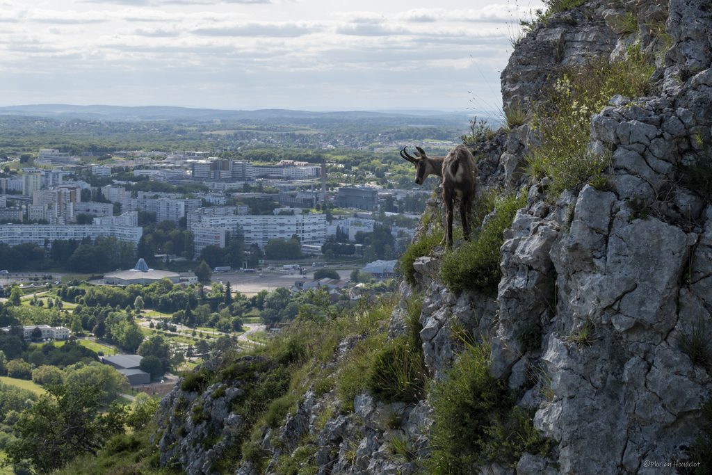 Chamois avec vue sur Besançon - photographie observation nature