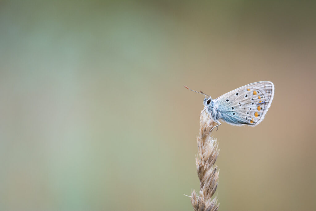 photo nature de papillon