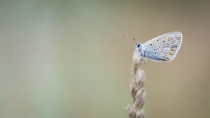 photo nature de papillon sur une herbe séche