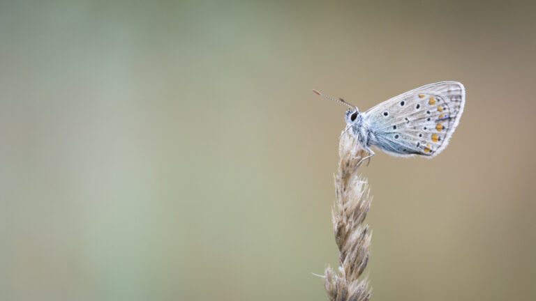 photo nature de papillon sur une herbe séche