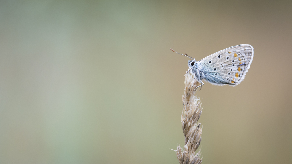 photo nature de papillon sur une herbe séche