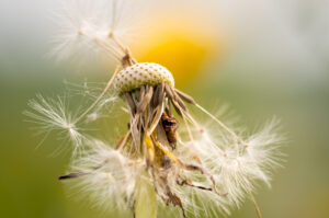 Fleur de pissenlit sur la fin
