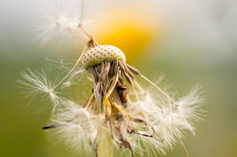 Fleur de pissenlit sur la fin