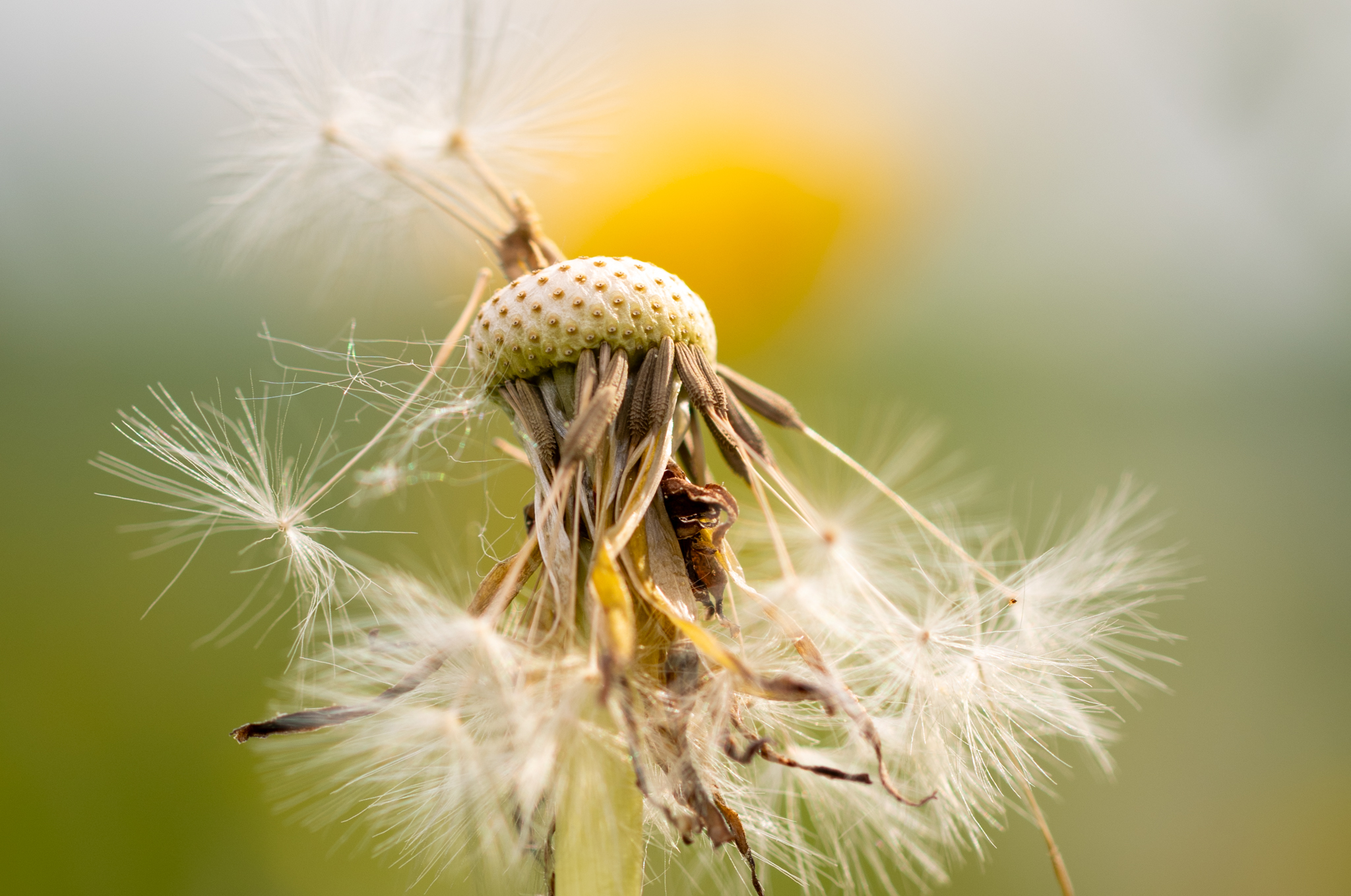 Fleur de pissenlit sur la fin