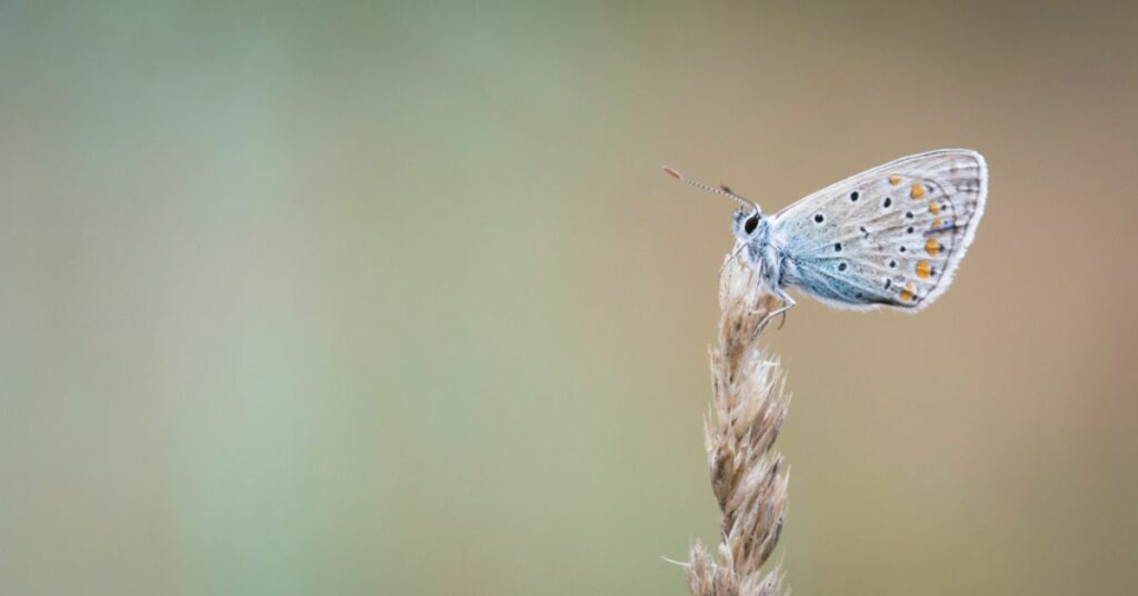 Papillon sur gramminé