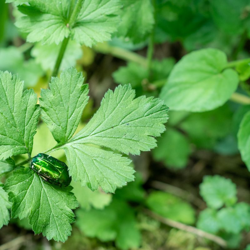Cetoine dorée Gros plan d’un détail naturel en forêt, métaphore de l’observation lente et du respect du vivant